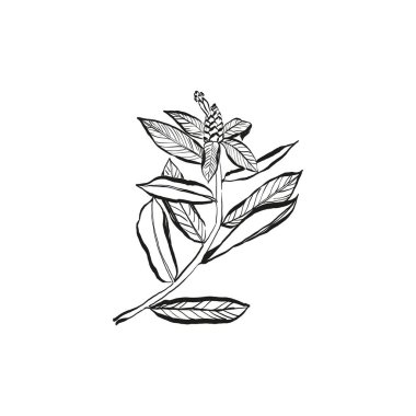 Botanik çizimi. Minimum bitki logosu, botanik çizim çizimi, çayır yeşilliği, yaprak ve çiçek açan soyut çizim elemanları koleksiyonu, köy dalı. Moda küçük dövme tasarımı, çiçek elementleri vektör illüstrasyonu