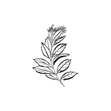 Botanik çizimi. Minimum bitki logosu, botanik çizim çizimi, çayır yeşilliği, yaprak ve çiçek açan soyut çizim elemanları koleksiyonu, köy dalı. Moda küçük dövme tasarımı, çiçek elementleri vektör illüstrasyonu