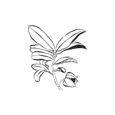 Botanik çizimi. Minimum bitki logosu, botanik çizim çizimi, çayır yeşilliği, yaprak ve çiçek açan soyut çizim elemanları koleksiyonu, köy dalı. Moda küçük dövme tasarımı, çiçek elementleri vektör illüstrasyonu