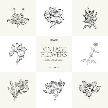 Botanik, Minimal bitki çiçeği, el çizimi çizimi, vektör illüstrasyonu