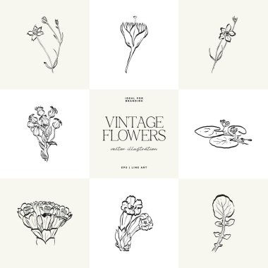 Botanik, Minimal bitki çiçeği, el çizimi çizimi, vektör illüstrasyonu