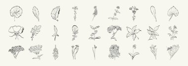 Botanik, Minimal bitki çiçeği, el çizimi çizimi, vektör illüstrasyonu