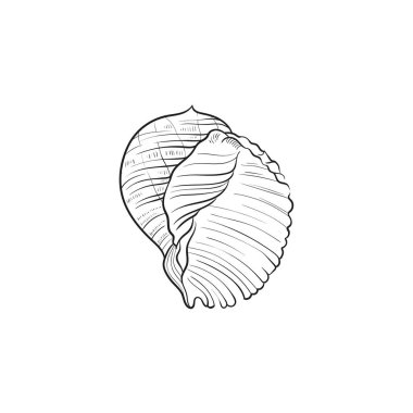 Okyanus ve Deniz, Botanik illüstrasyonu. Siyah mürekkep, çizgi, karalama tarzı. 