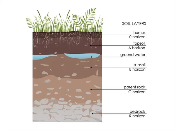 Bodenschichten Mit Grundwasser Geologie Unterirdische Infografik Schema Mit Gras Wurzeln — Stockvektor