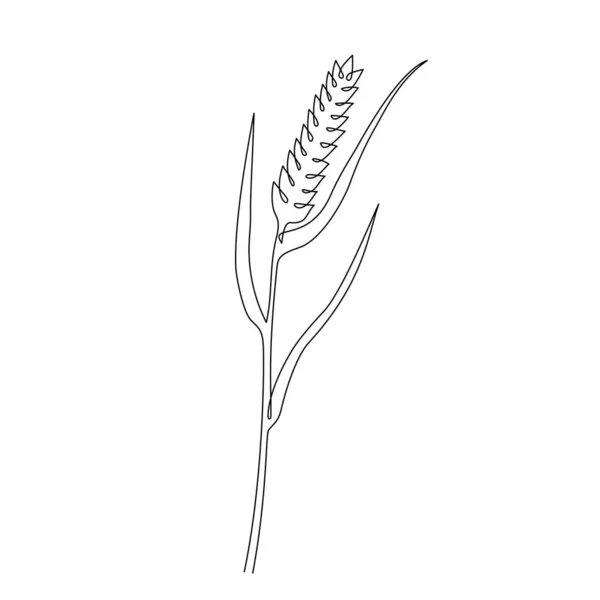 Пшеничное Зерно Ухо Одном Стиле Непрерывной Линии Одиночный Рисунок Спелого — стоковый вектор