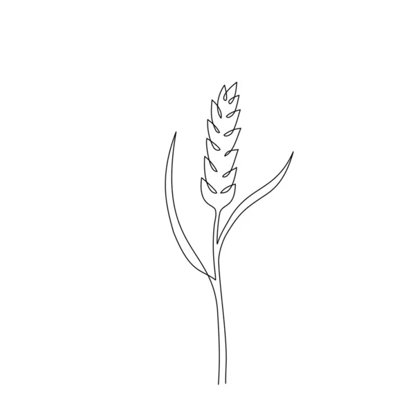 Один Сплошной Рисунок Зерна Пшеницы Одна Линия Рисунок Спелого Уха — стоковый вектор