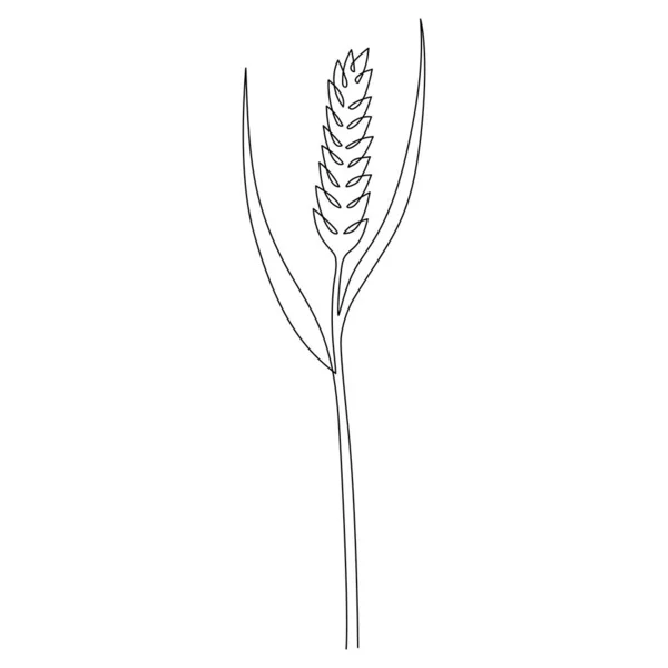 Sürekli Bir Buğday Tanesi Çizimi Olgun Kulağın Tek Çizgi Çizimi — Stok Vektör