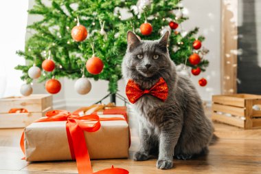Şenlikli papyonlu güzel bir ev kedisi süslü bir Noel ağacı ve hediyeli bir kutunun yanında oturuyor. Mutlu Noeller ve yeni yıl