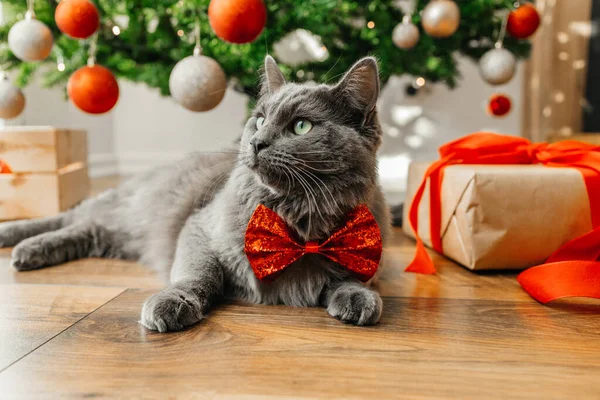 stock image A beautiful domestic gray cat in a festive bow tie lies next to a decorated Christmas tree and a box with a gift. Merry Christmas and New Year.