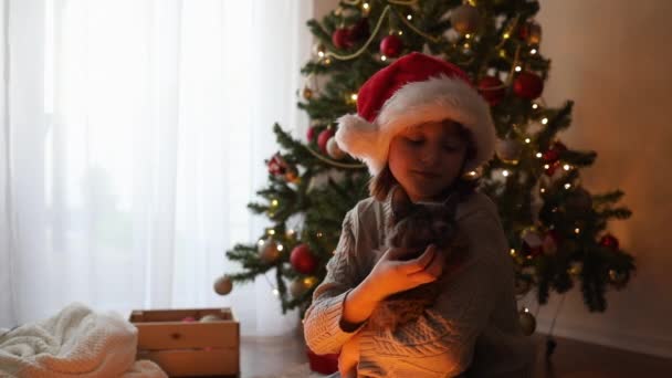 Happy Teenage Girl Holds Beautiful Gray Cat Her Arms Pets — Stock Video