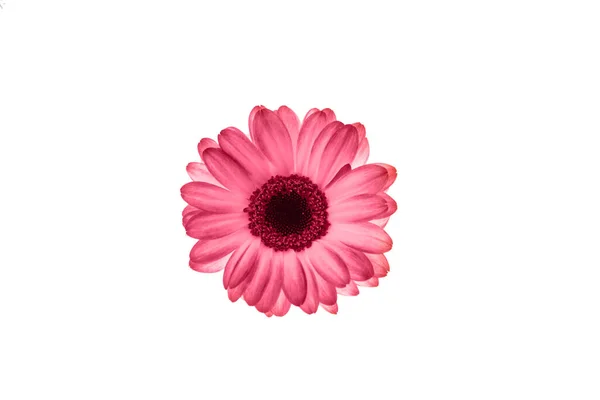 Flor Crisantemo Sobre Fondo Blanco Pintado Color Del Año Nuevo — Foto de Stock