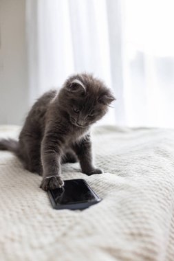 Komik gri kedi yavrusu yatağa oturur ve pençesiyle cep telefonu kullanır.