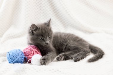 Sevimli gri bir kedi yavrusu bej renkli bir yatak örtüsünde çok renkli yün toplarıyla oynuyor. komik hayvanlar.