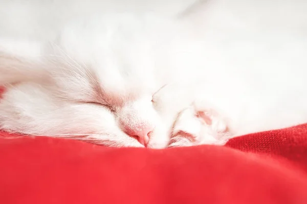 Cute fluffy white kitten sleeps on a white blanket. Close-up of a resting pet.