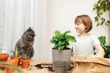 Kedi bahçıvanı olan genç bir kız bir canavar çiçeğini başka bir çömleğe naklediyor..