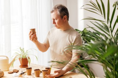 A man grows lavender in an apartment. The gardener sow Lavender seeds in environmentally friendly peat pots. Small floral business. Gardening at home