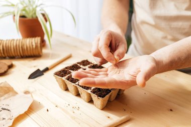 Man planting tomato seeds for seedlings at home. The mans hands put the seed into a hole in the ground. Gardening in the apartment.