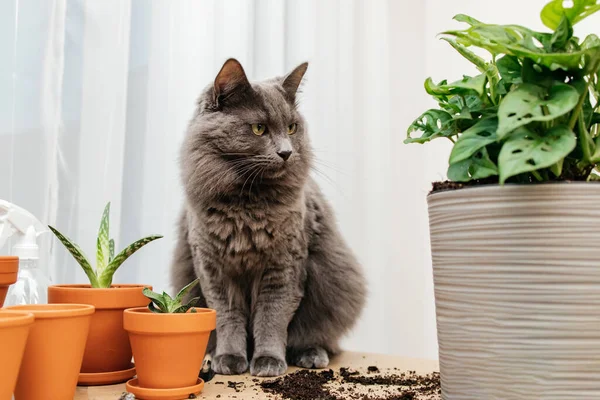 stock image A gray Maine Coon cat sits next to a monstera house plant. Harm of some plants to animals. funny pets. 