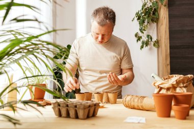 A man grows lavender in an apartment. The gardener sow Lavender seeds in environmentally friendly peat pots. Small floral business. Gardening at home
