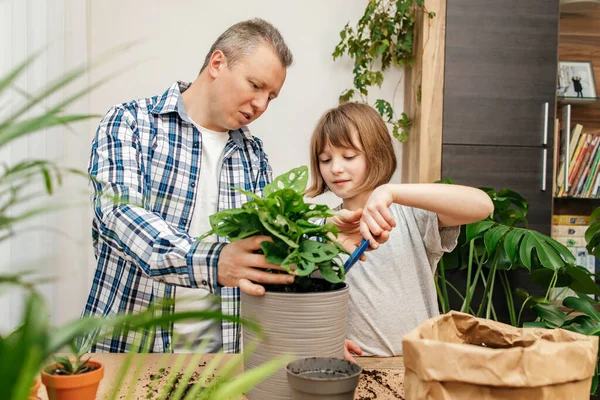 A teenage girl helps her dad to transplant a monstera houseplant into another pot. Transplantation and care of indoor flowers. home gardening