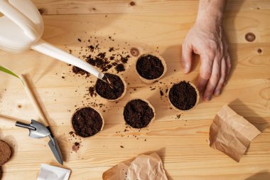 The close -up of the mans hands is watering planted tomato seeds. The process of planting tomato seeds in peat environmental cups.