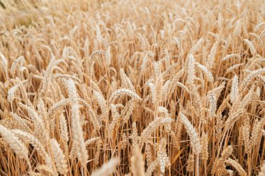 Buğday veya çavdar gevreği tarlasına yakın çekim. Hasat.. 