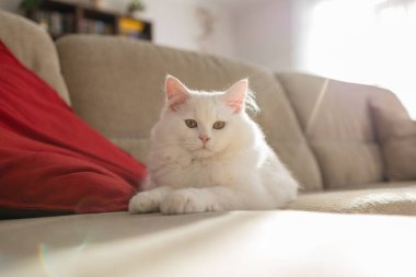 Küçük sevimli beyaz bir kedi yavrusu kanepede uzanıyor ve güneşte dinleniyor. Evcil hayvanların hayatı. 