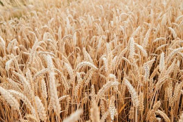 Buğday veya çavdar gevreği tarlasına yakın çekim. Hasat.. 
