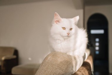 Küçük sevimli beyaz bir kedi yavrusu kanepede uzanıyor ve güneşte dinleniyor. Evcil hayvanların hayatı. 