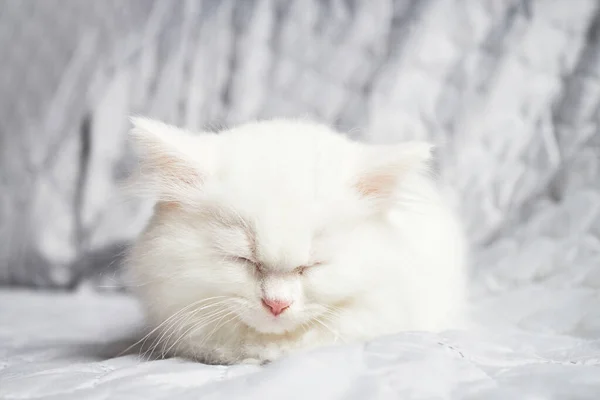 Χαριτωμένο Χνουδωτό Λευκό Γατάκι Κοιμάται Γκρι Κουβέρτα Κοντινό Πλάνο Κατοικίδιου — Φωτογραφία Αρχείου
