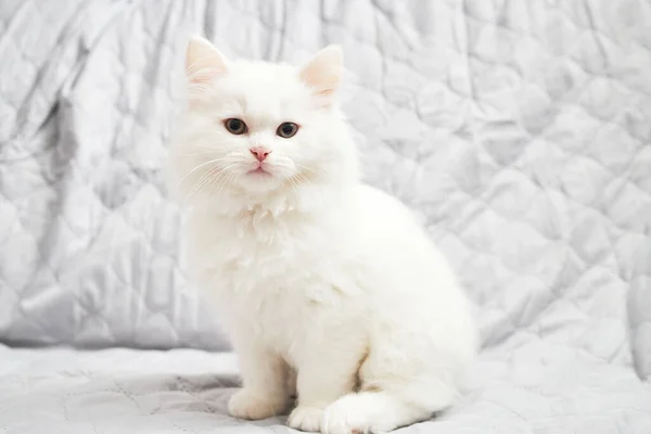 Charming White Fluffy Kitten Sits Gray Blanket Looks Camera New — Stock Photo, Image