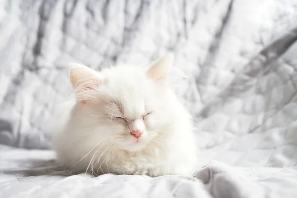 Cute fluffy white kitten sleeps on a grey blanket. Close-up of a resting pet.