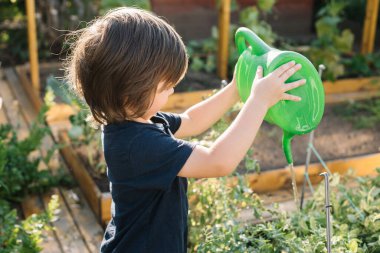 Küçük bir çocuk, güneşli bir yaz gününde evin arka bahçesindeki bir su bidonundan sebzeleri sulamaya yardım eder.. 