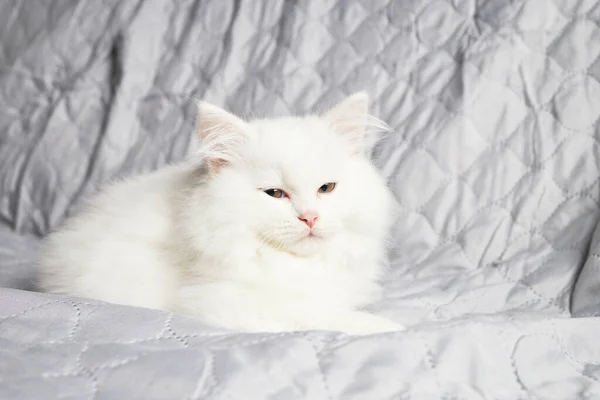 Cute fluffy white kitten sleeps on a grey blanket. Close-up of a resting pet.