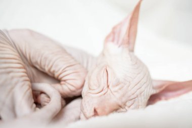 Kanadalı bir Sphynx kedinin beyaz bir battaniyede kıvrılmış uyuduğu yakın plan portresi.