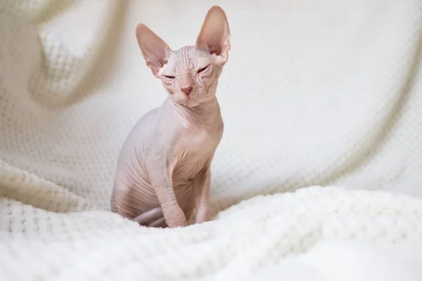 A small Canadian Sphyinx kitten sits on a white blanket and squints its eyes. Unusual purebred cat breeds.