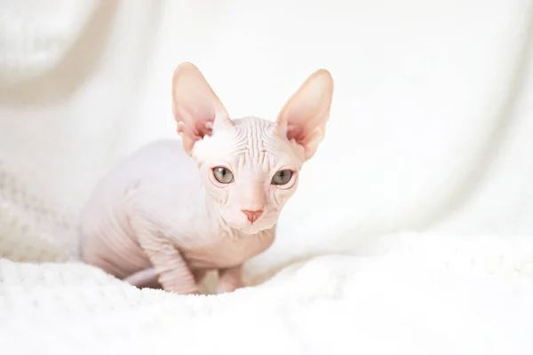 stock image A cute Canadian Sphynx kitten lies on a white blanket and looks into the camera. Unusual pets and their life in the apartment.