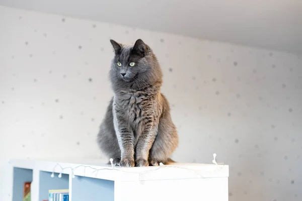 Fluffy Gray Cat Sits Bookcase Childrens Room Looks Away Funny — Stock Photo, Image