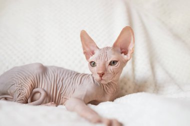 A cute Canadian Sphynx kitten lies on a white blanket and looks into the camera. Unusual pets and their life in the apartment. clipart