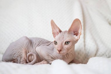 A cute Canadian Sphynx kitten lies on a white blanket and looks into the camera. Unusual pets and their life in the apartment. clipart