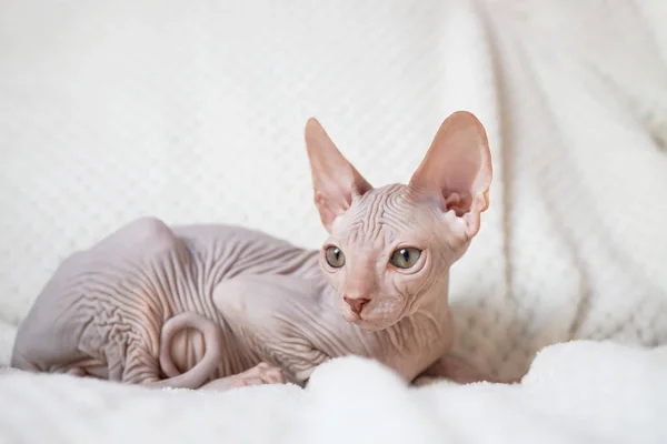 stock image A cute Canadian Sphynx kitten lies on a white blanket and looks into the camera. Unusual pets and their life in the apartment.