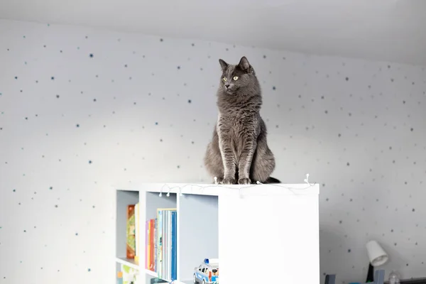 Eine Flauschige Graue Katze Sitzt Auf Einem Bücherregal Einem Kinderzimmer Stockbild