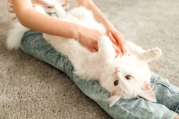 Neşeli genç bir kız kedi yavrusuyla yerde oynuyor. Kedi yavrusu çocuğun bacaklarının üzerinde yatar ve göbeği okşanır. Evcil hayvanların hayatı