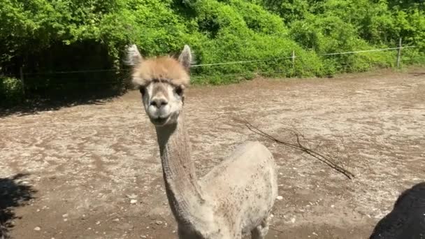 Llamada Alpaca Cortada Parque Abierto Granja Encuentra Paddock Mira Cámara — Vídeos de Stock