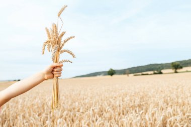 Close-up of a hand holding a bouquet of ripe golden spikelets. Harvesting.