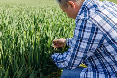 Erkek bir çiftçi çavdar mahsulünü kontrol eder, yaprakları hastalık için kontrol eder. Kalite denetimi oluştur