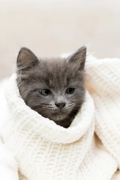 Mały Szary Maine Coon Kotek Spoczywa Zawinięty Biały Koc — Zdjęcie stockowe