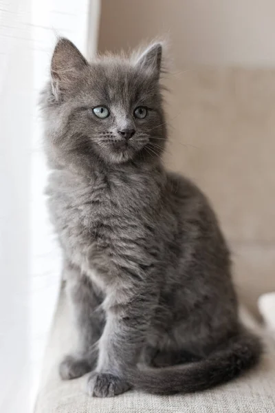 Vertical Portrait Cute Gray Maine Coon Kitten Who Sits Edge — Stock Photo, Image