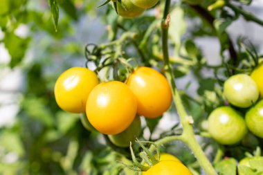 Sarı olgun kiraz domateslerini bir dala yakın plan çek.