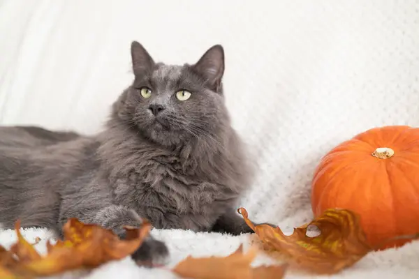 Cute autumn cat. A gray cute fluffy cat lies next to a pumpkin and autumn leaves on a white woolen blanket. Fall mood, autumn vibes. Funny pets